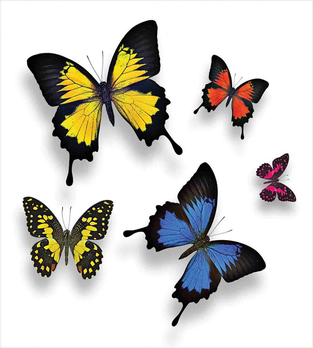 Nature Moths Wings — Pattern