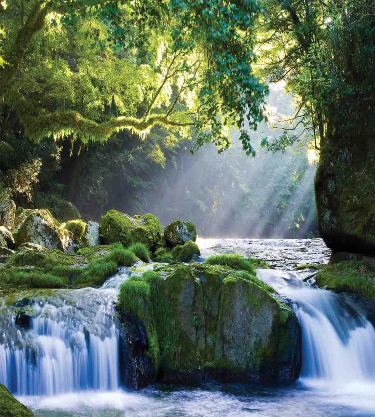 Green Forest and Streaming — Pattern