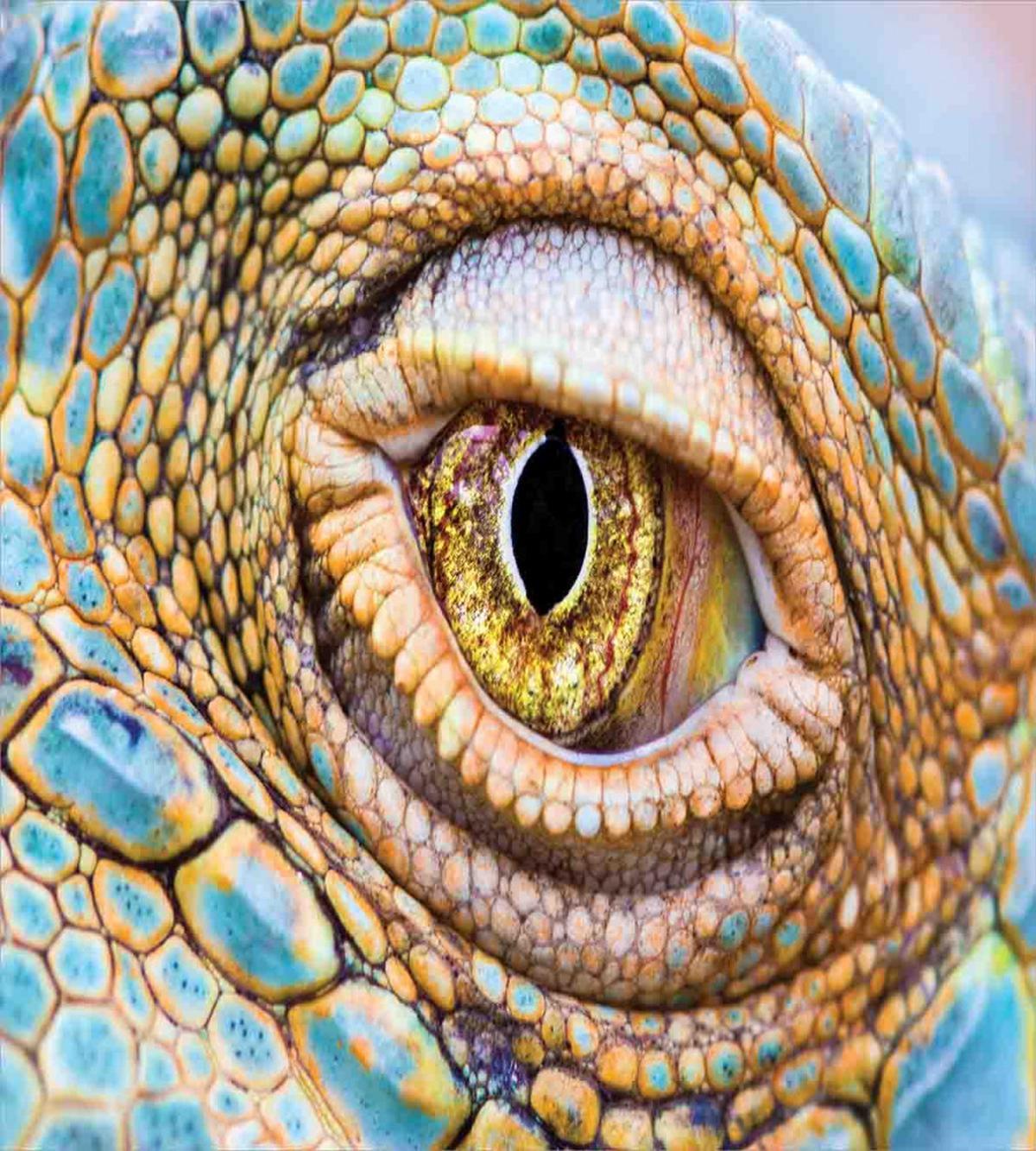 Tropic Reptiles Iguana — Pattern