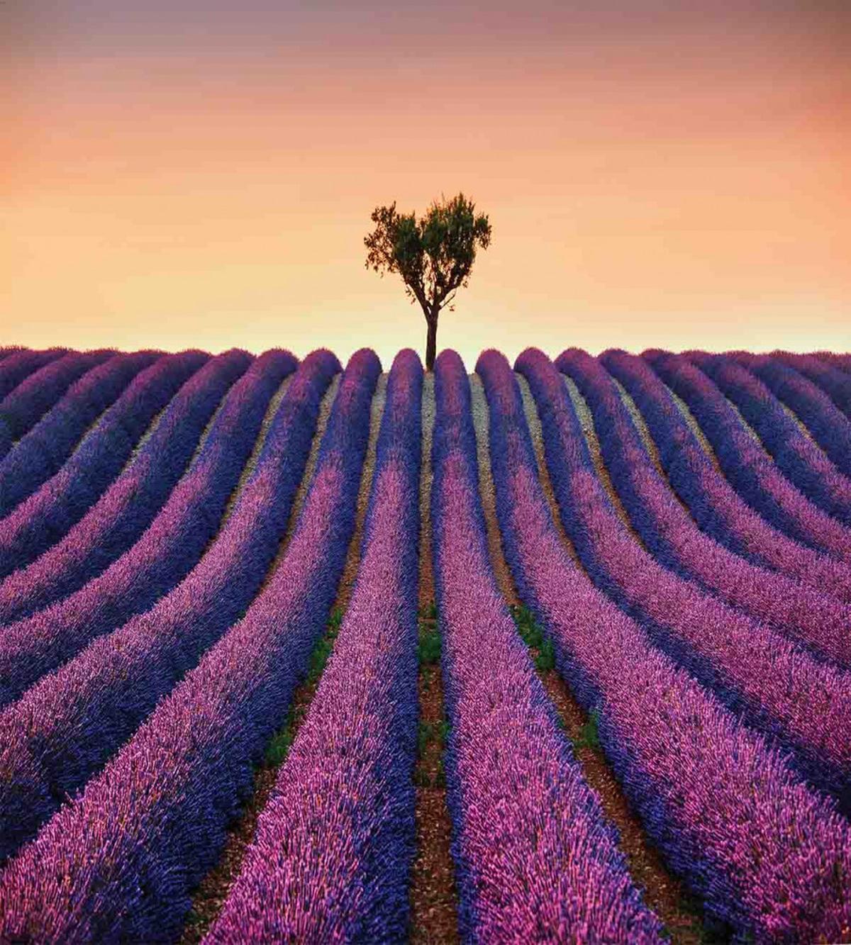 Lavender Flowers Field — Pattern