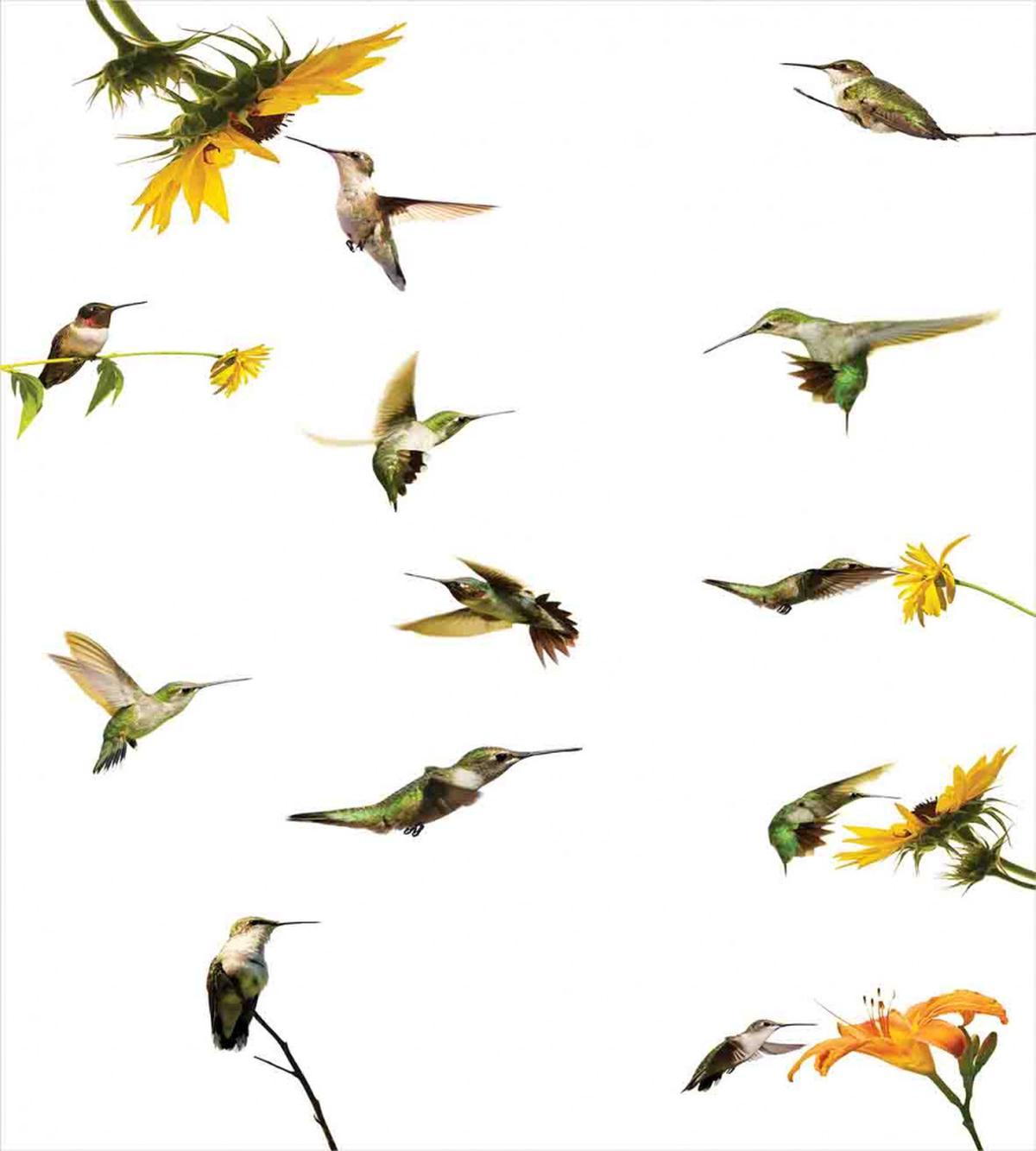 Hummingbird Sunflowers — Pattern