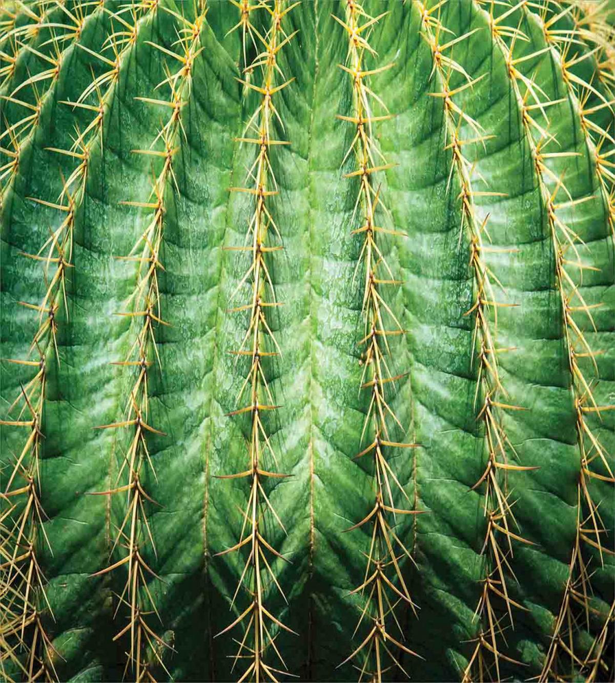 Desert Flower Zoom Photo — Pattern
