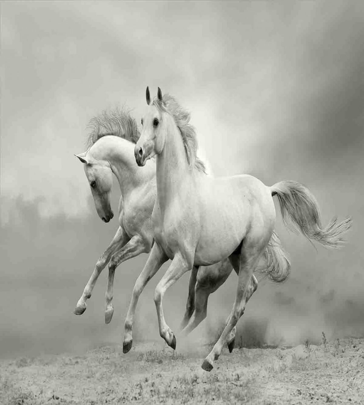 Horse Freedom Theme — Pattern