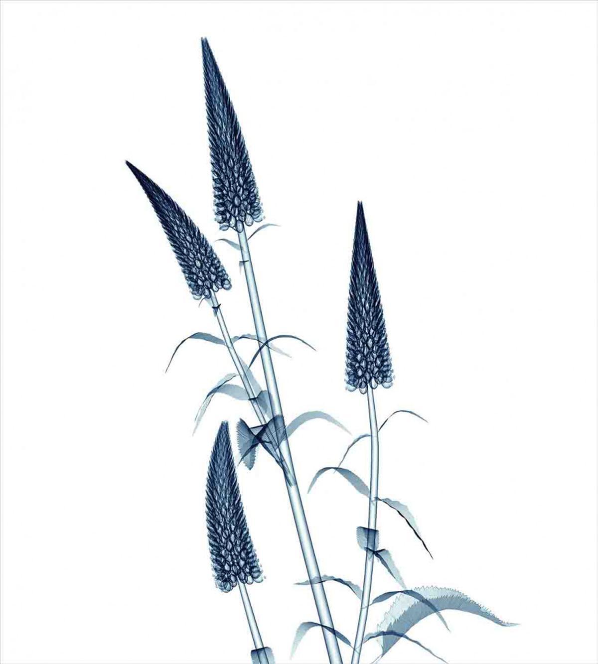 X-Ray View of a Blossom — Pattern