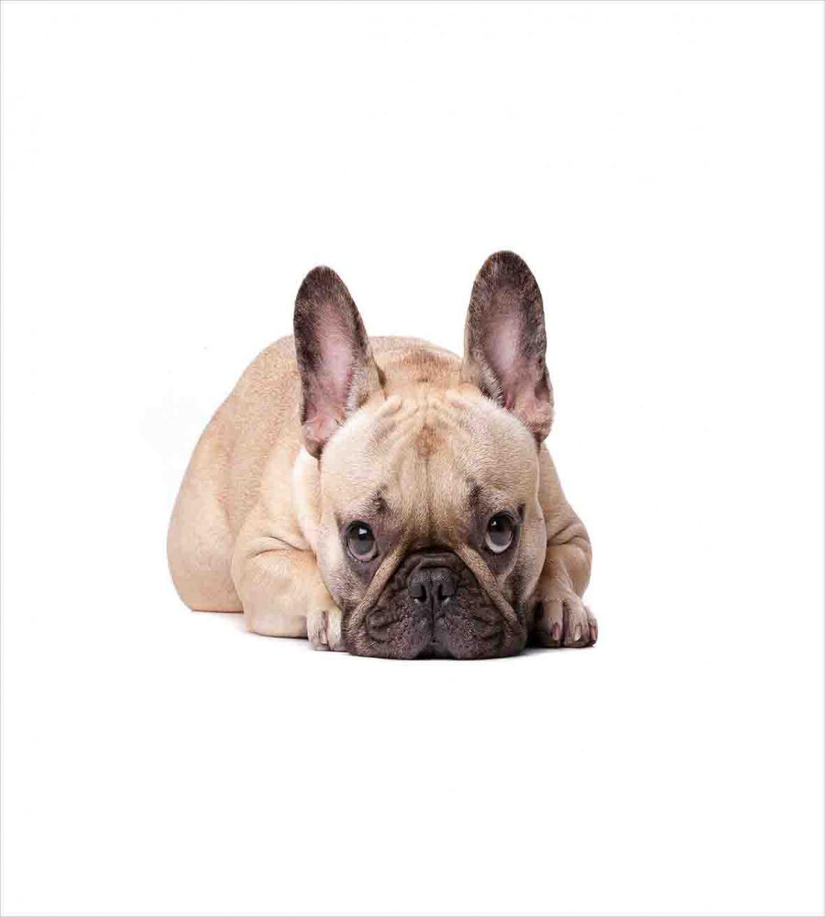 Funny Pet Animal Lovers — Pattern