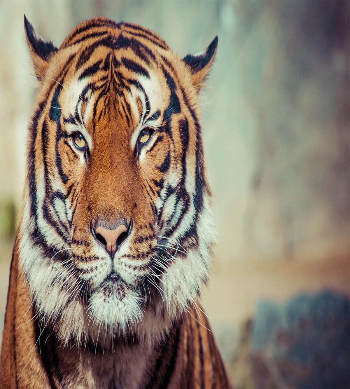 Large Calm Wild Cat Blur — Pattern