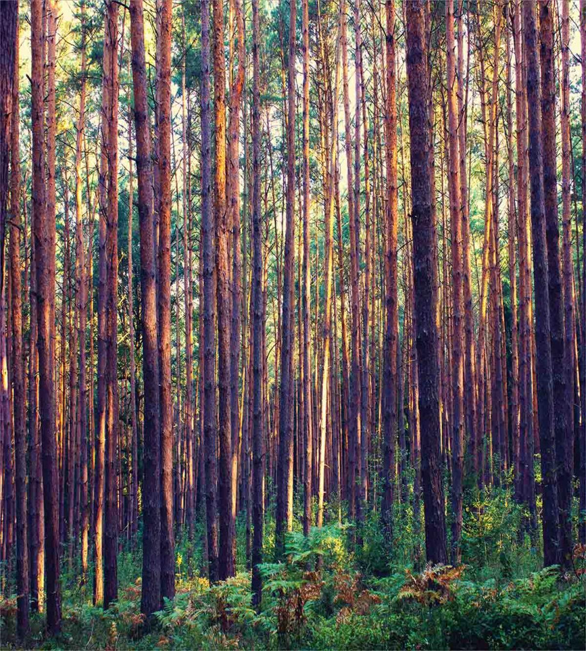 Fall Trees Forest Trunks — Pattern