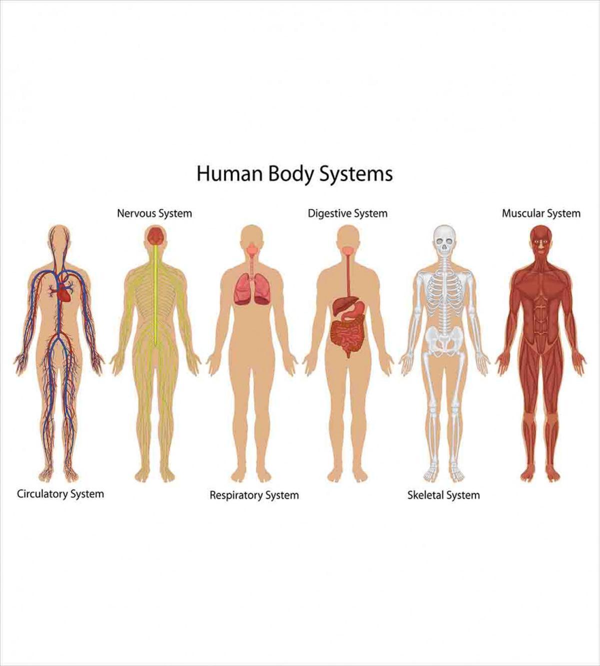 Skeleton System — Pattern