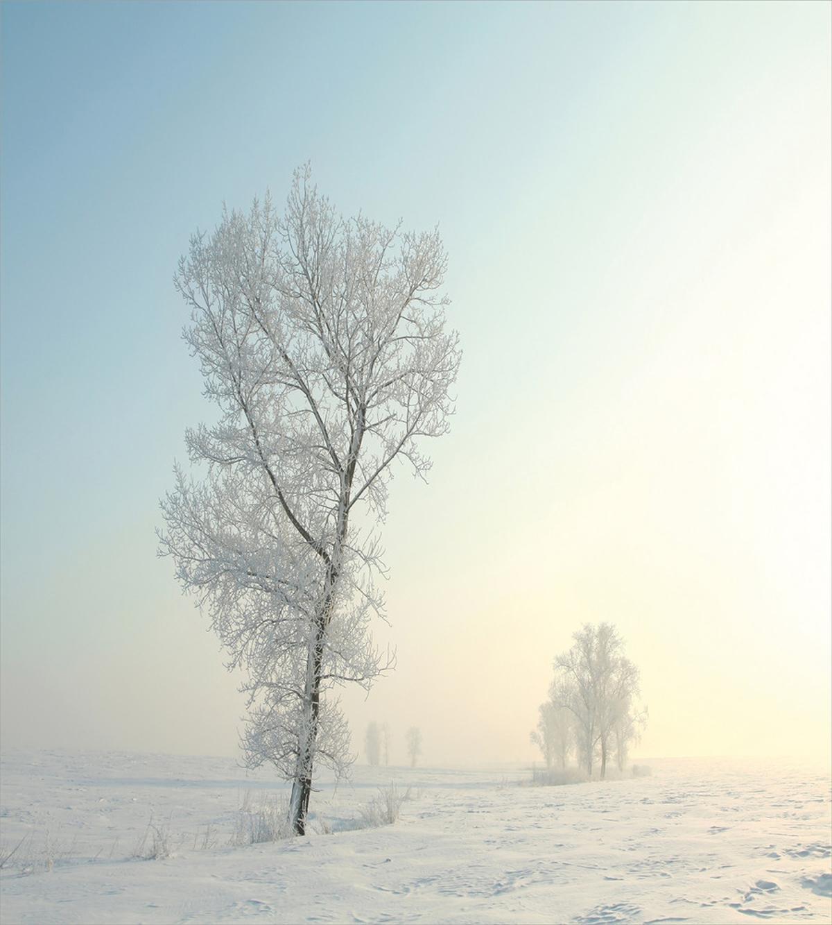 Frozen Tree Morning Sun — Pattern