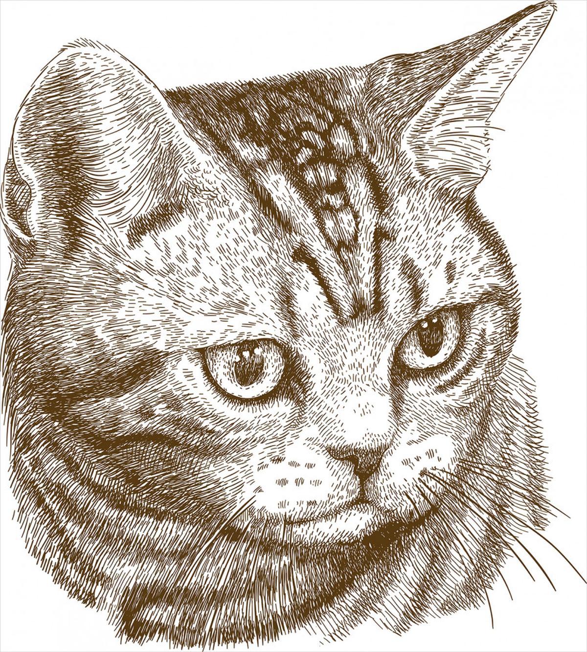 Portrait of a Kitty Hipster — Pattern