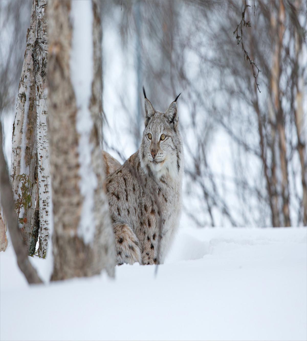 European Lynx Wilderness — Pattern