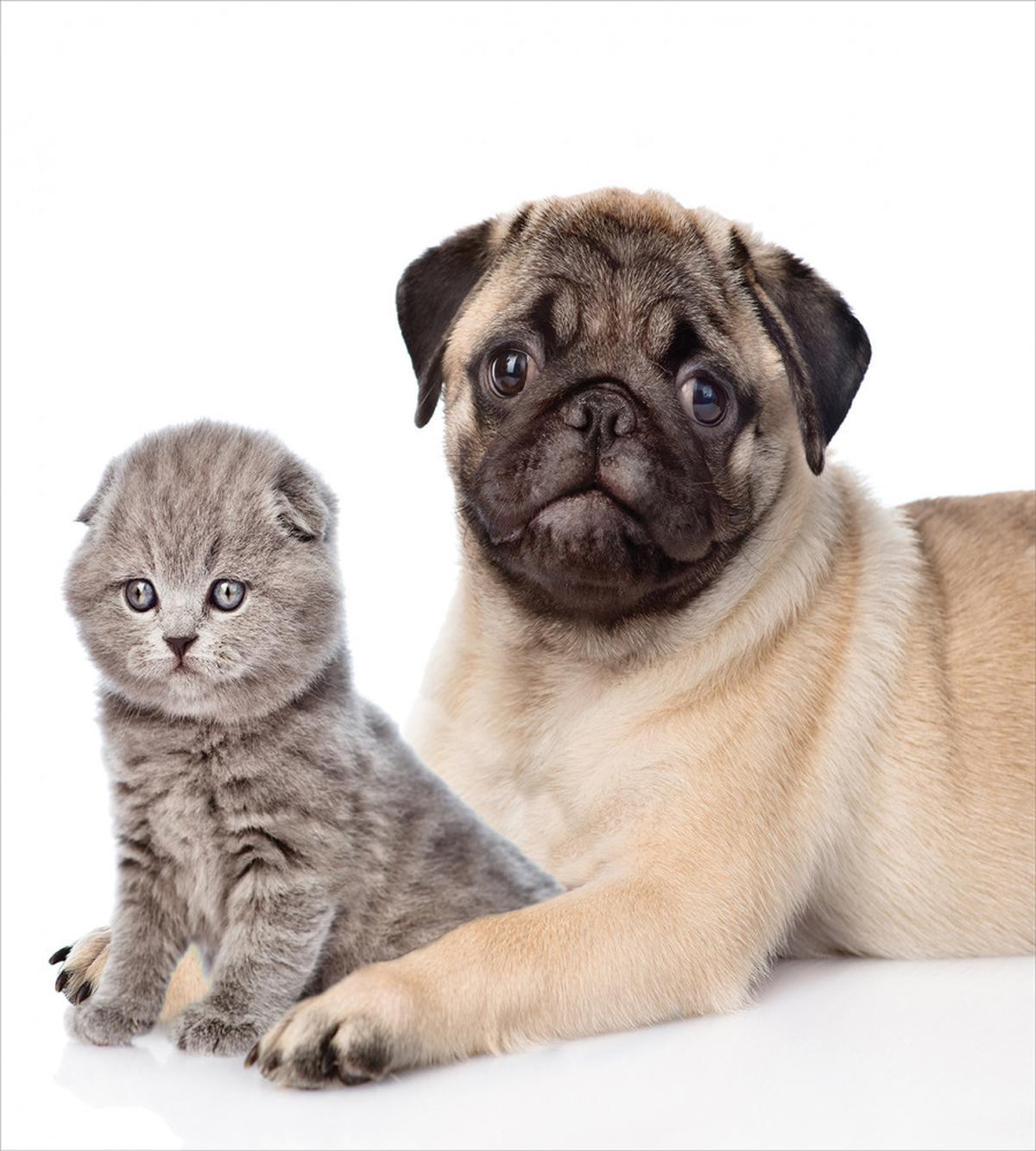Young Puppy and Kitten — Pattern