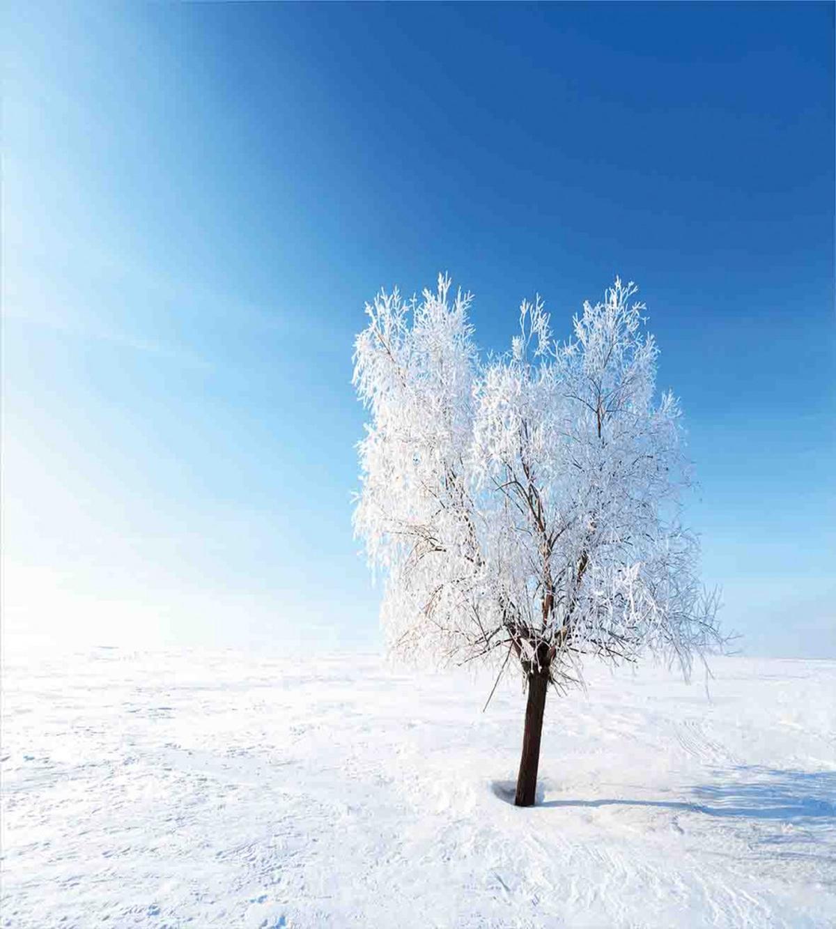 Snow Covered Alone Tree — Pattern