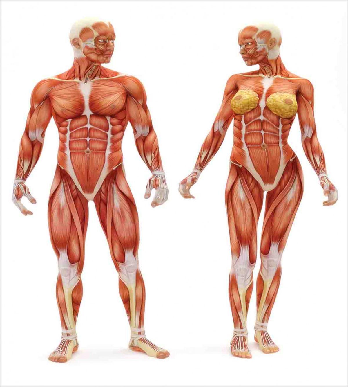 Male Human Body — Pattern