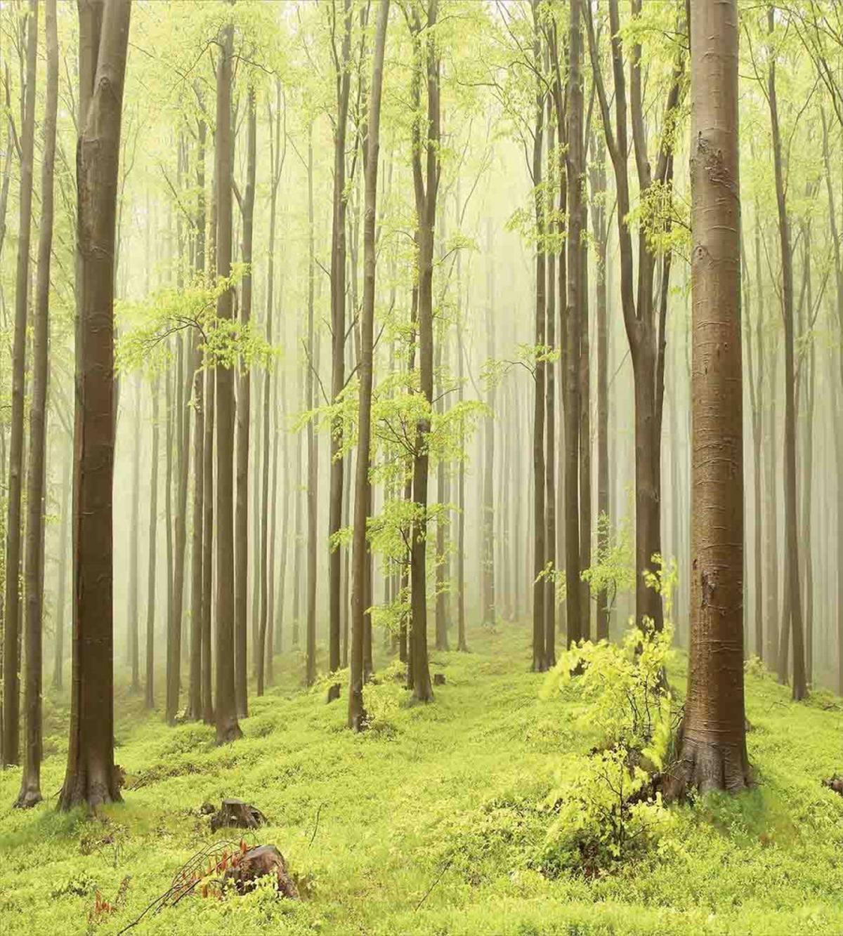 Misty Spring Nature — Pattern