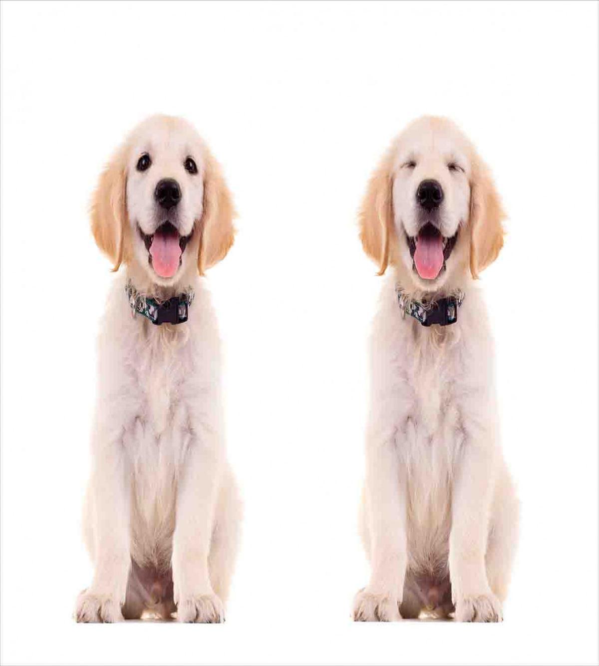 Happy Puppy — Pattern
