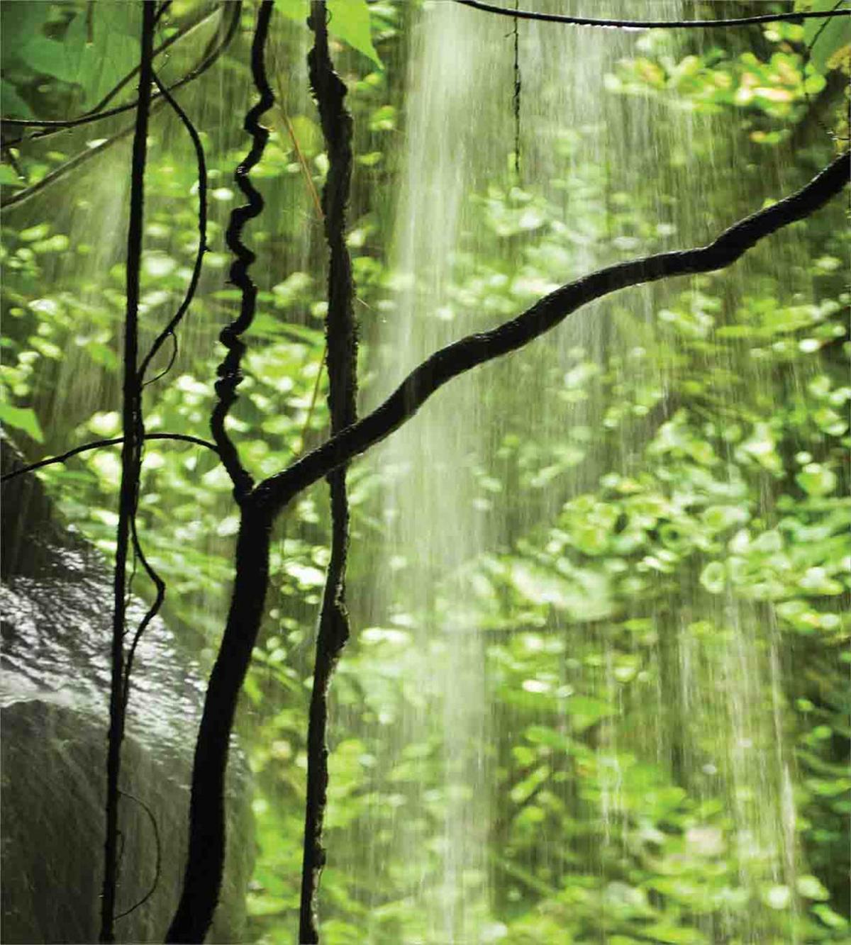 Jungle Waterfall Tree — Pattern