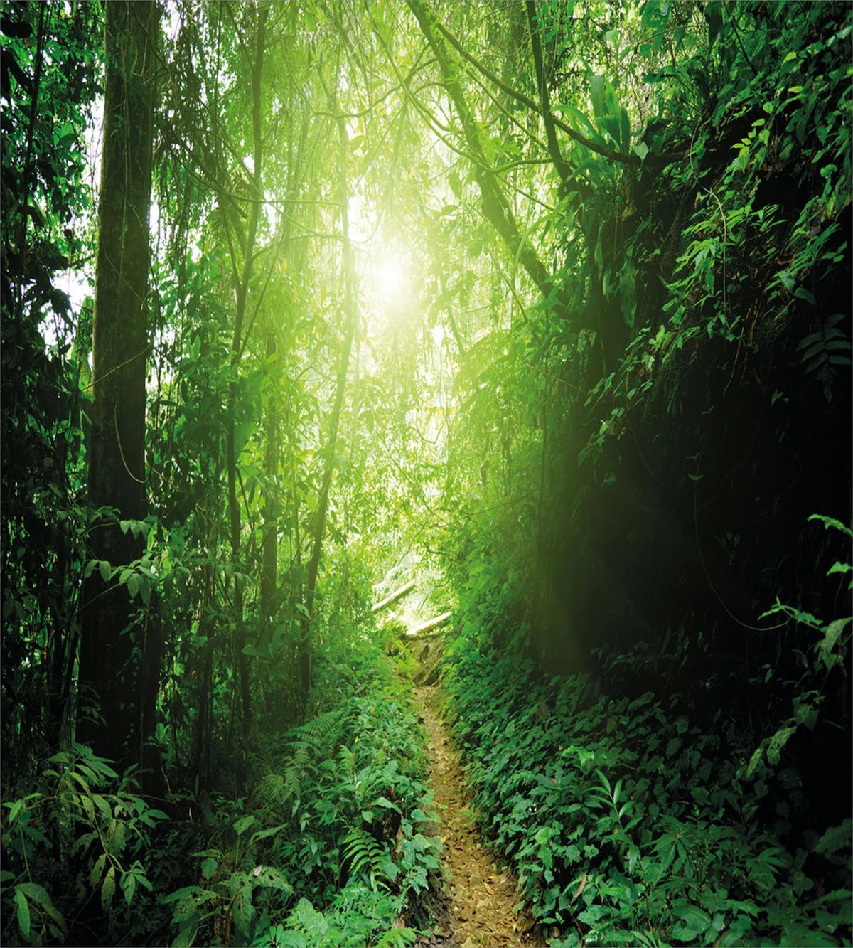 Way in Jungle of Malaysia — Pattern