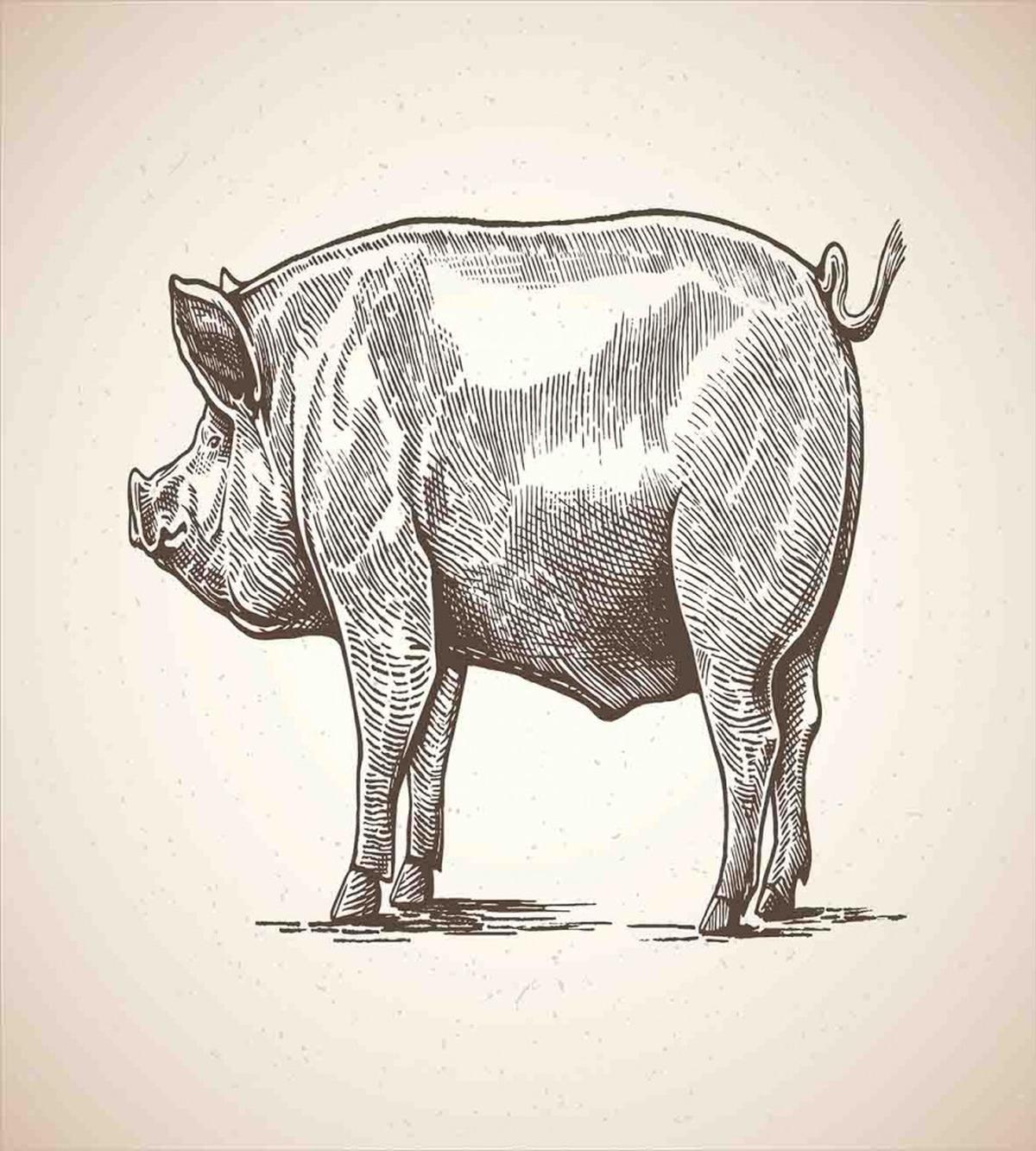 Vintage Hand-Drawn Image — Pattern