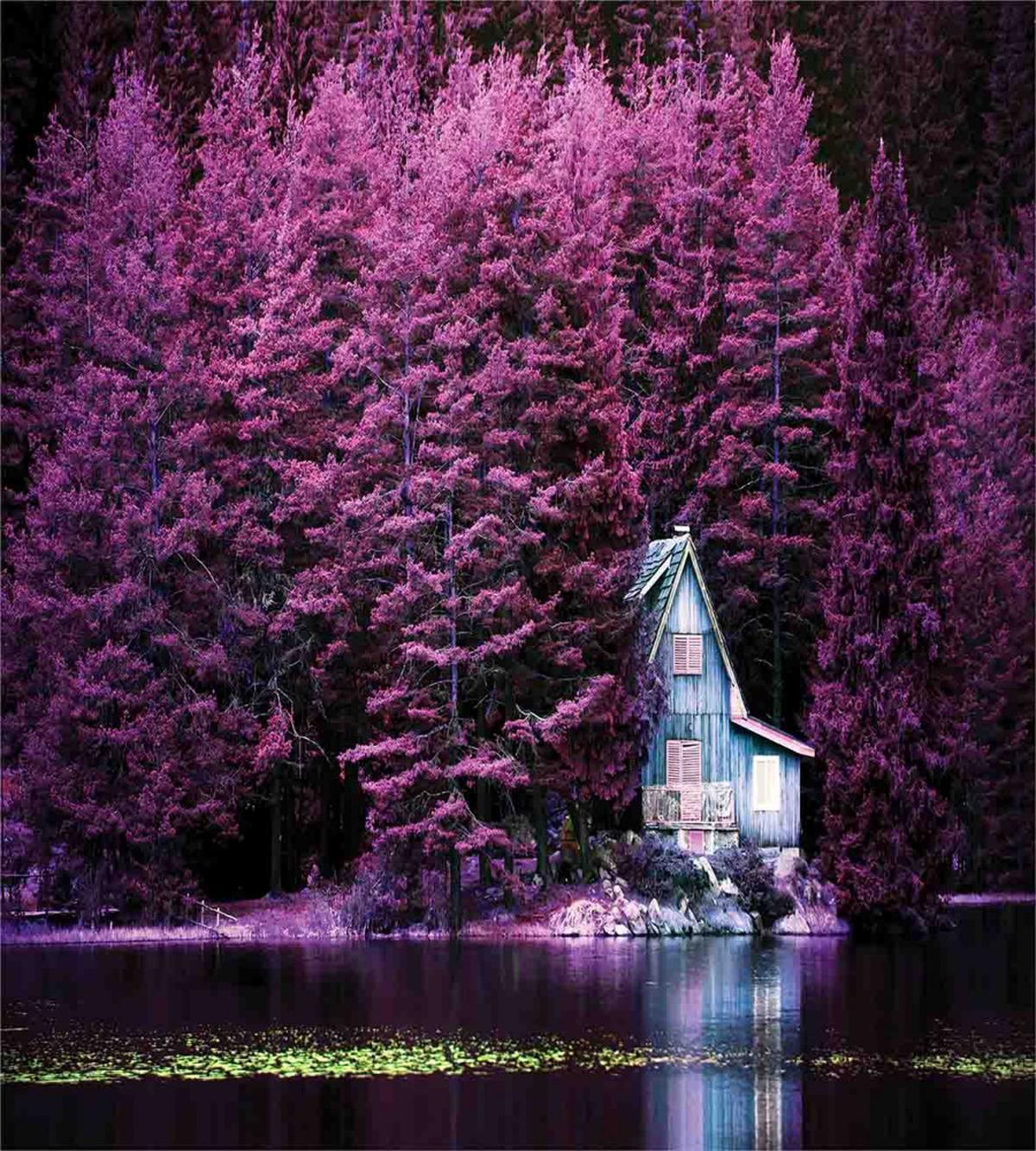 Purple Trees by Lake — Pattern