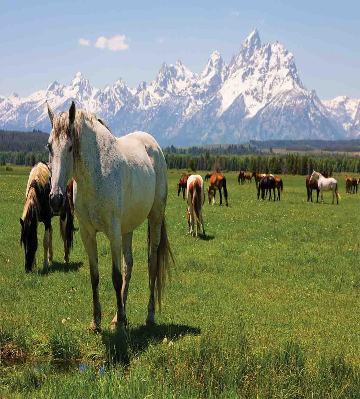 Horses — Pattern