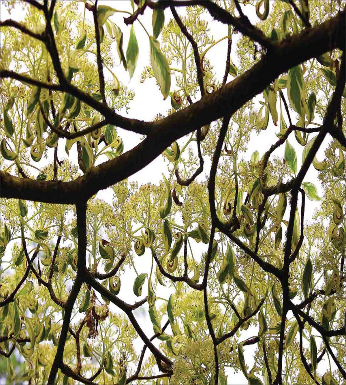 Close up Leafy Branches Photo — Pattern