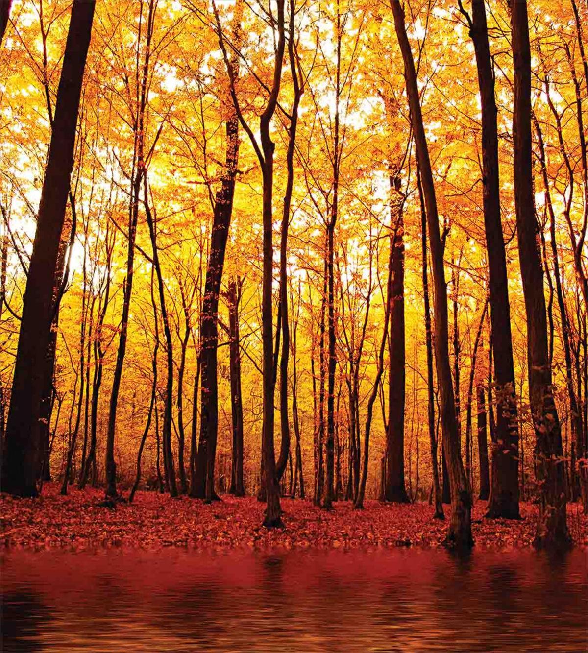 Autumn Forest Trees — Pattern