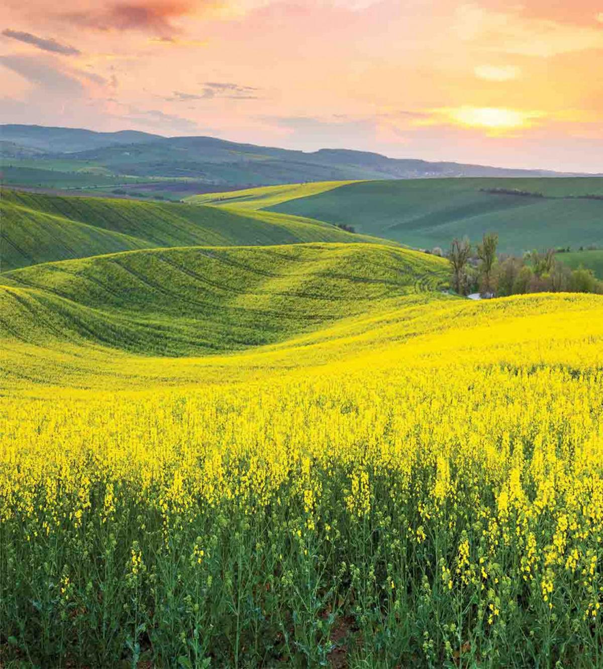 Hills Valley Sunrise — Pattern