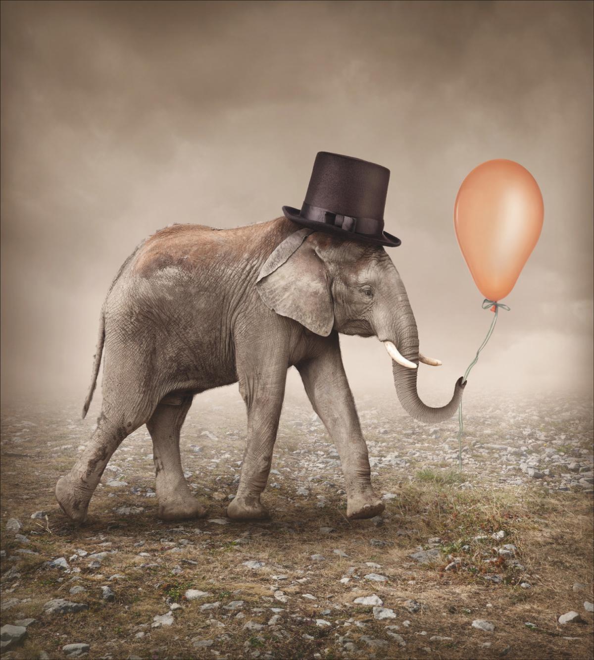 Illusionist Elephant — Pattern