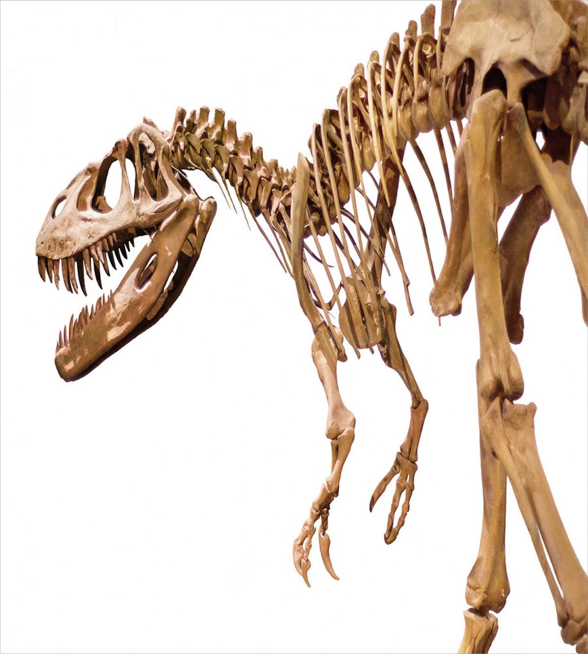 Archeology Theme T-Rex — Pattern