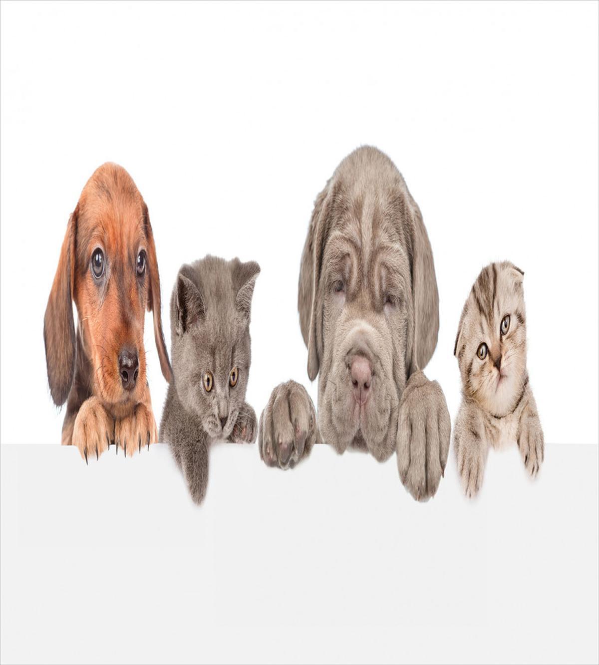 Pets Peeking over Wall — Pattern