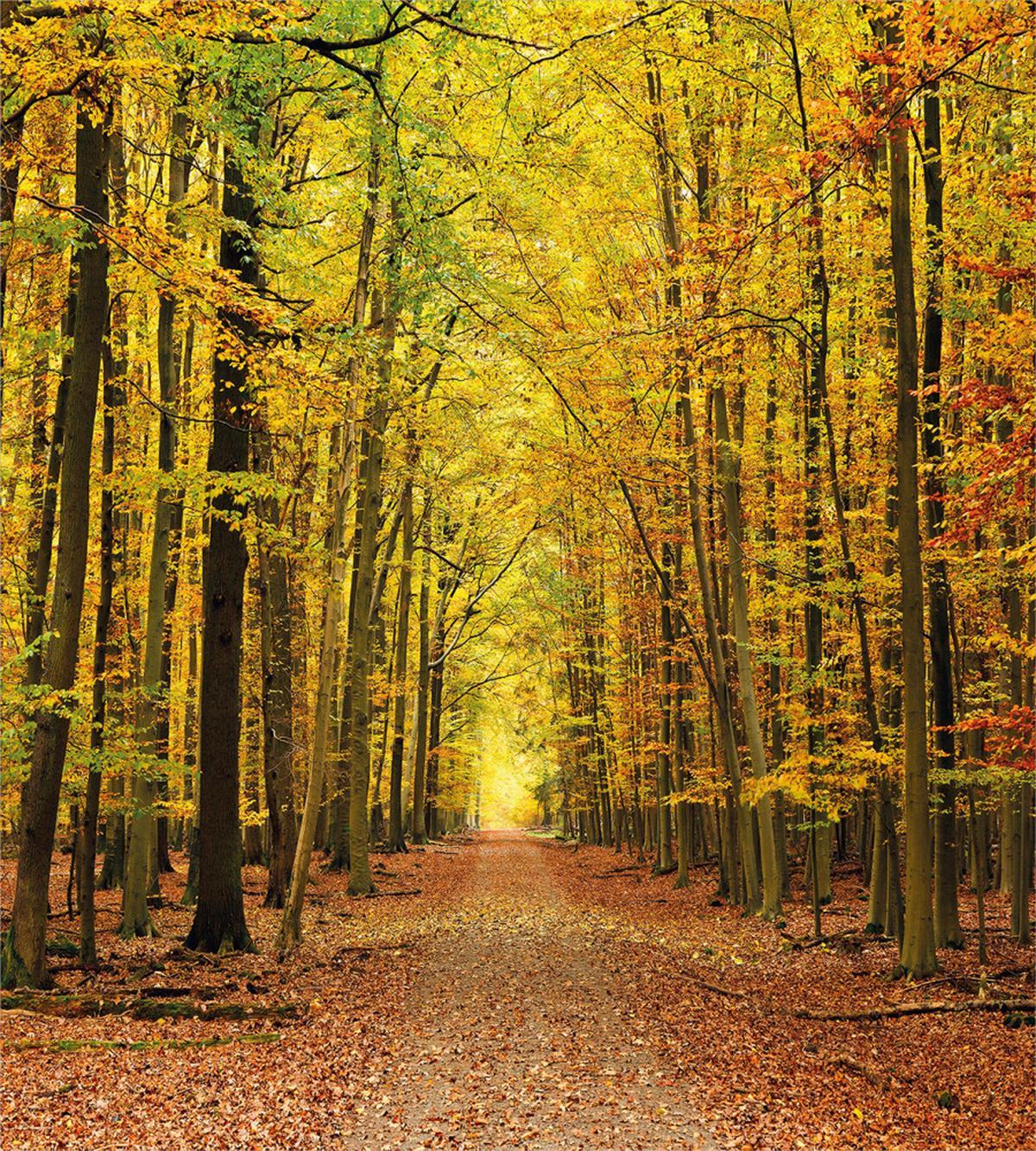 Pathway into the Forest — Pattern