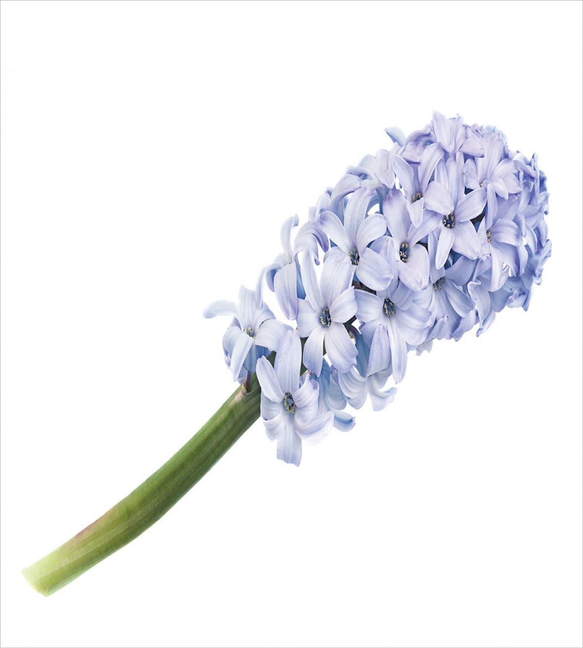 Spring Love Hyacinth — Pattern