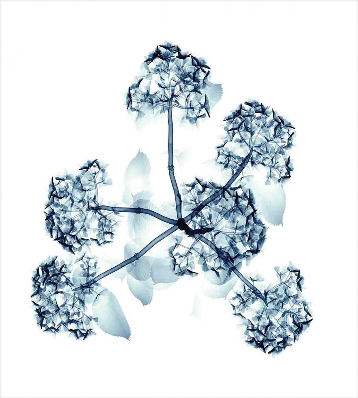 Hortentia Blossom Nature — Pattern