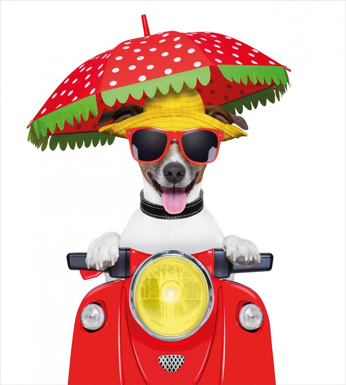 Dog Driving a Motorcycle — Pattern