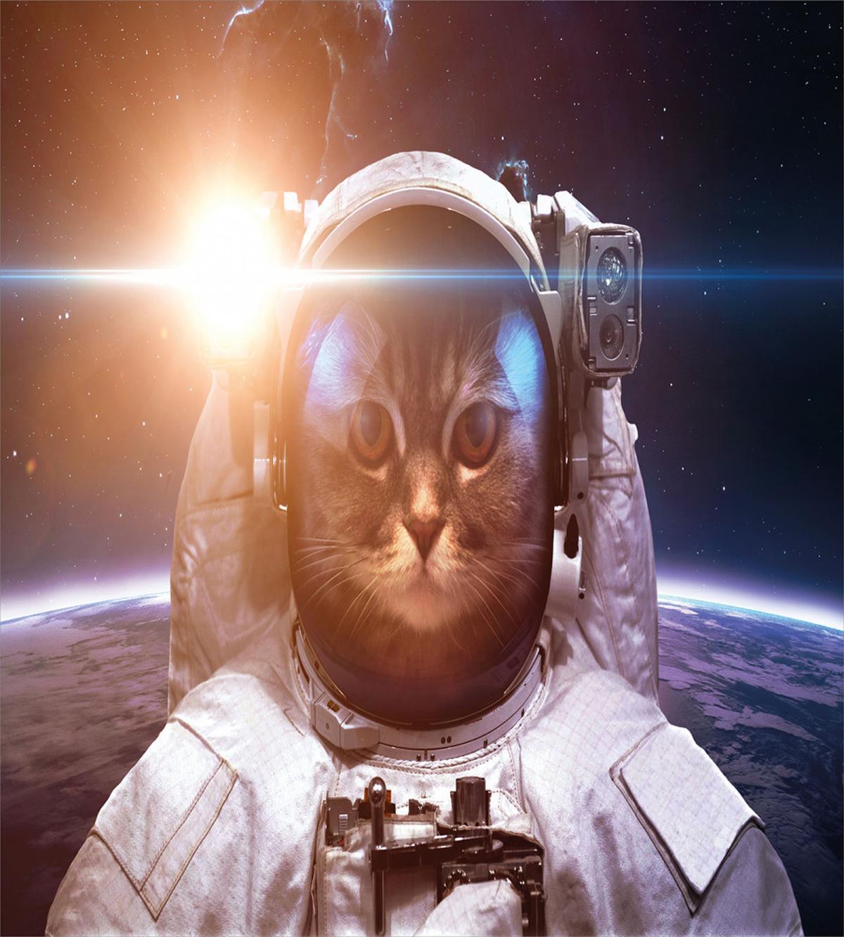 Kitty Lunar Eclipse — Pattern