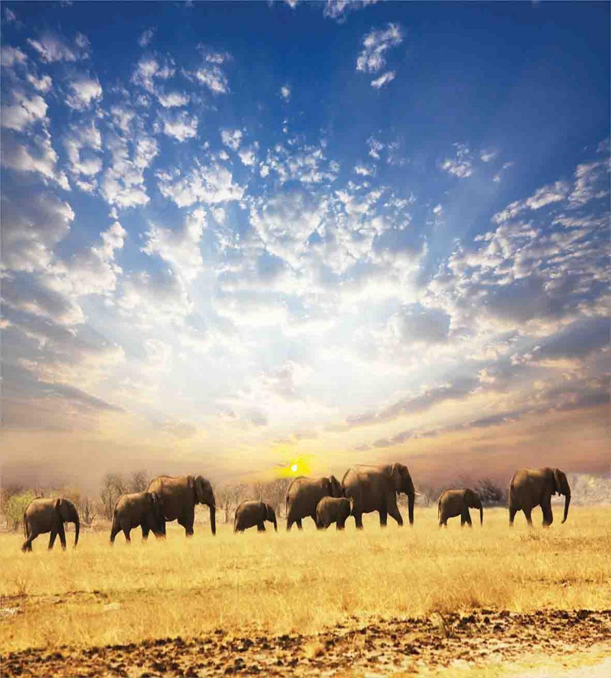 Wild Elephants Herd — Pattern