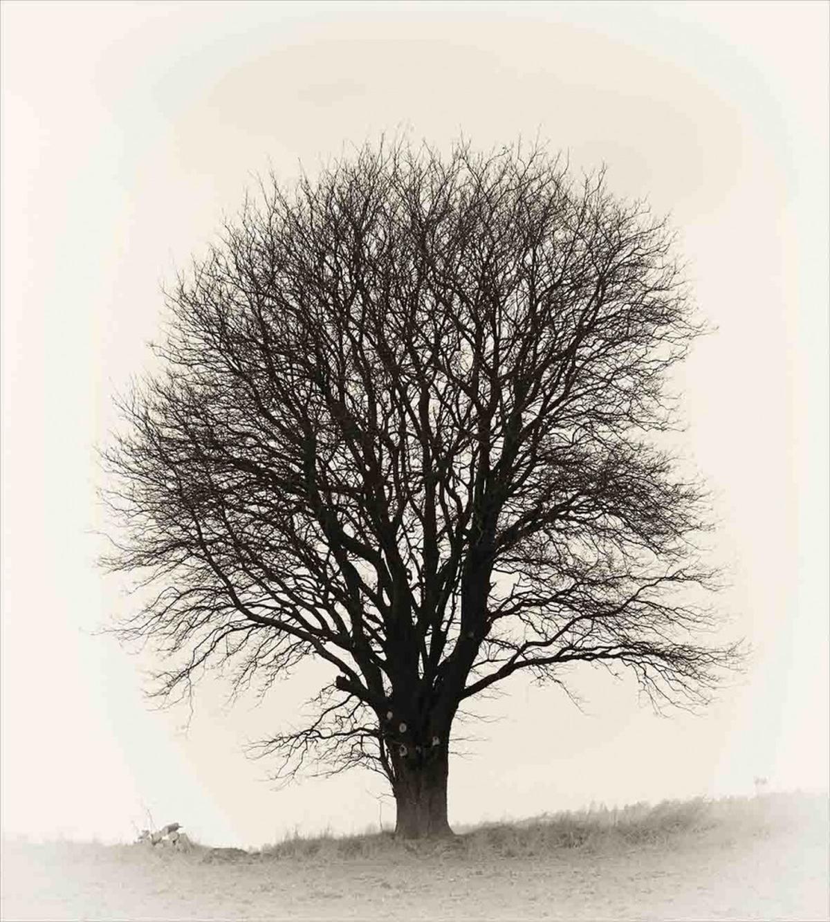 Fall Tree Monochrome Art — Pattern