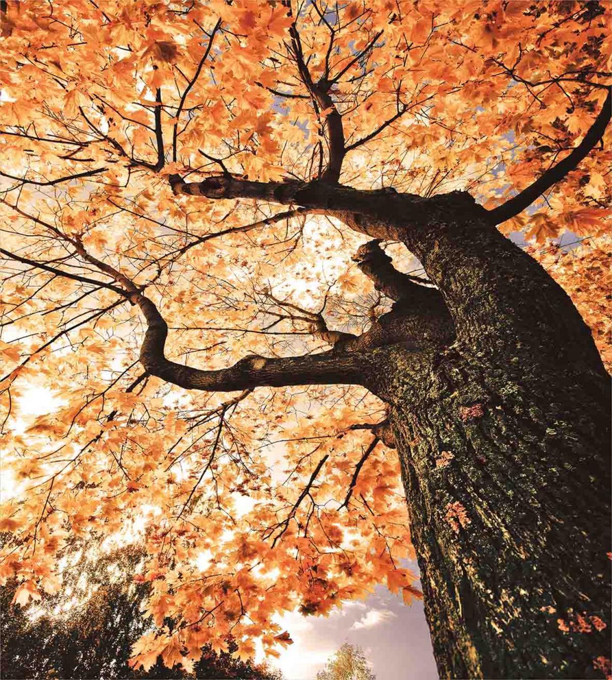 Old Tree Botany Wood — Pattern
