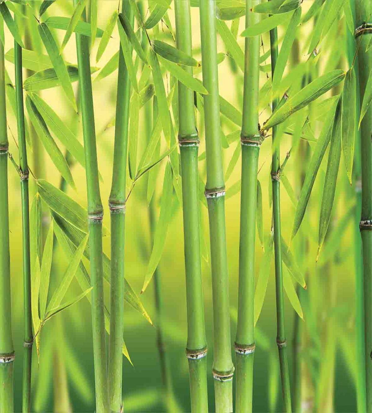 Bamboo Sprout Stem Forest — Pattern
