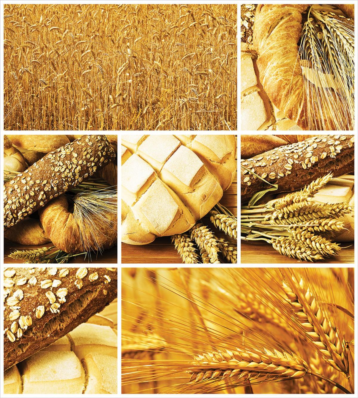 Wheat Stages Collage — Pattern