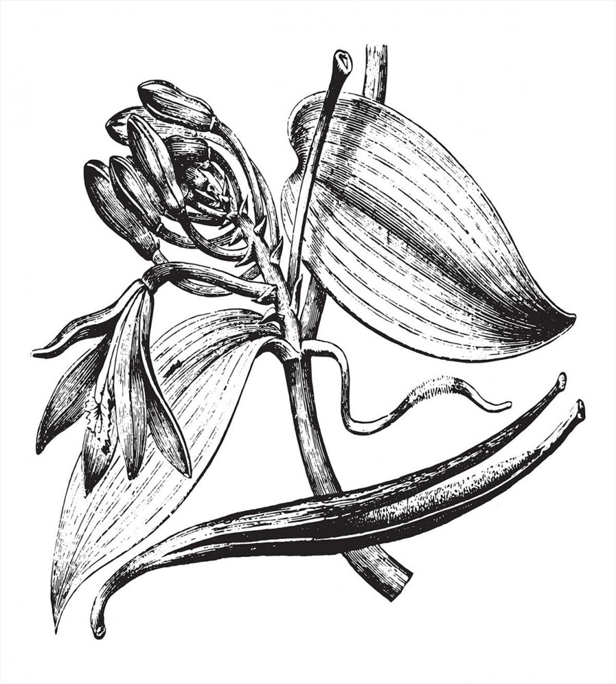 Vintage Engraved Flower Art — Pattern