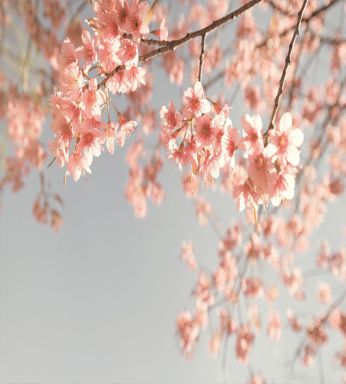 Scenery Sakura Trees — Pattern