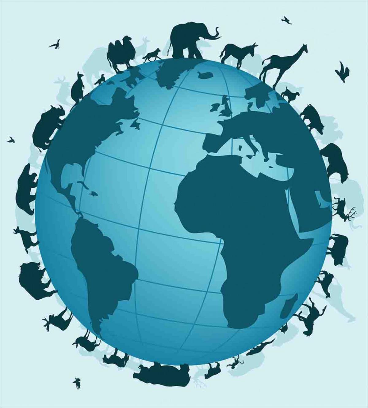 Animal Diversity World — Pattern