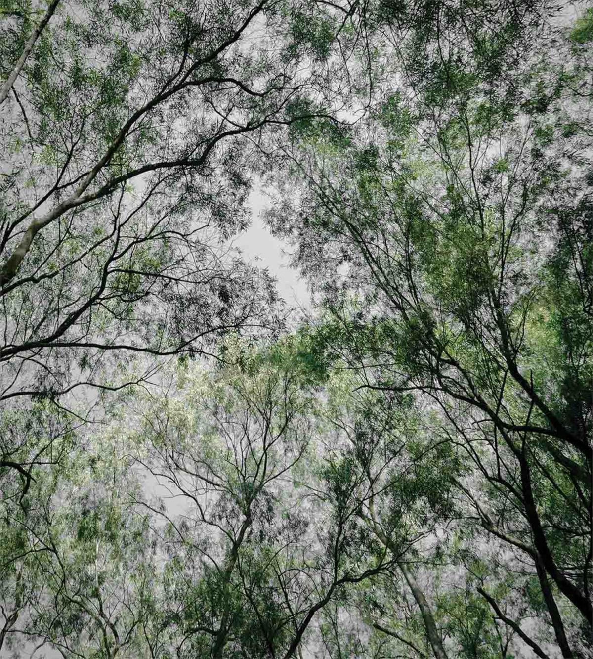 Spring Season Jungle — Pattern