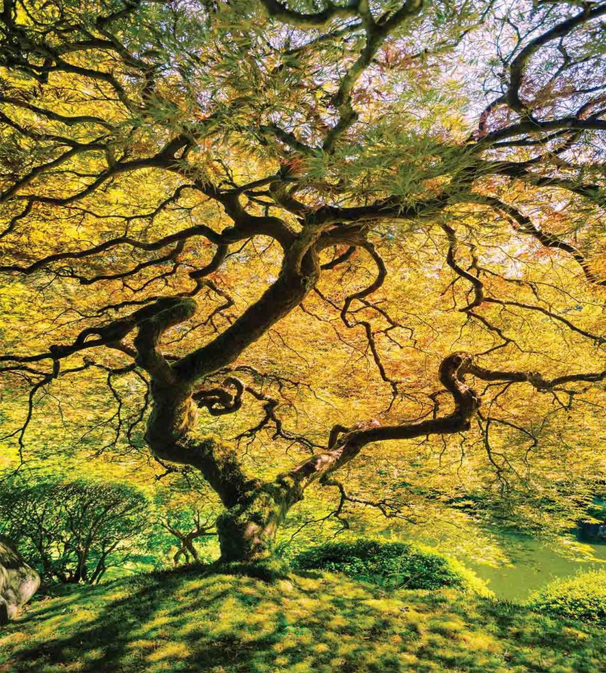 Large Maple with River — Pattern