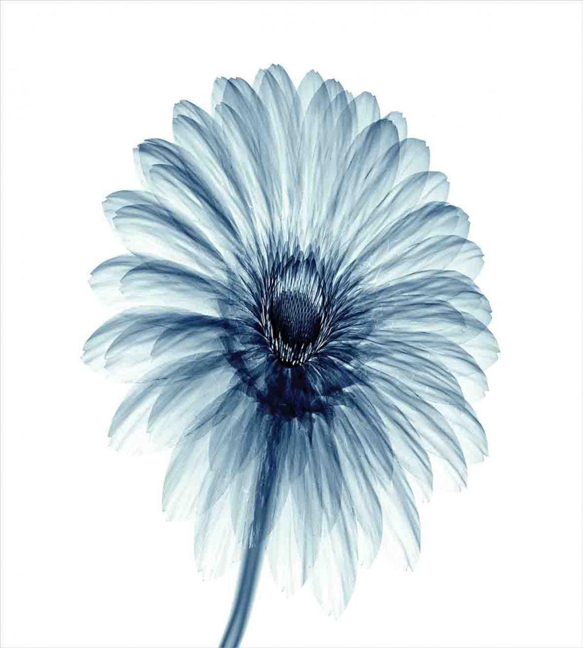 Daisies Flowers Plants — Pattern