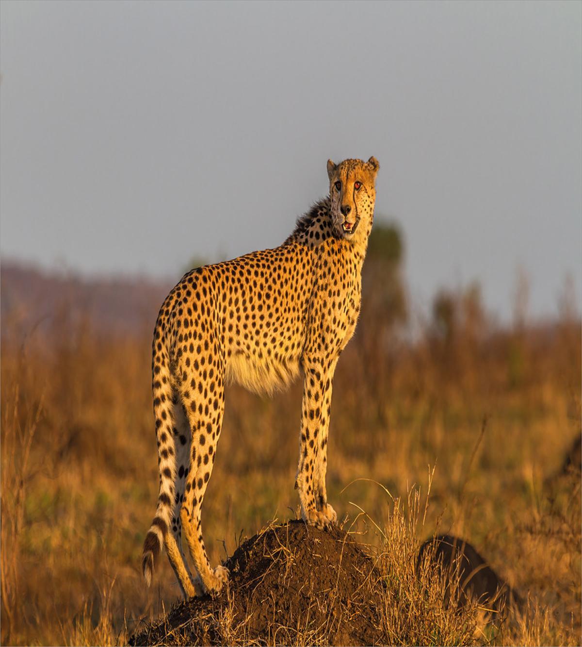 Wild Cheetah — Pattern