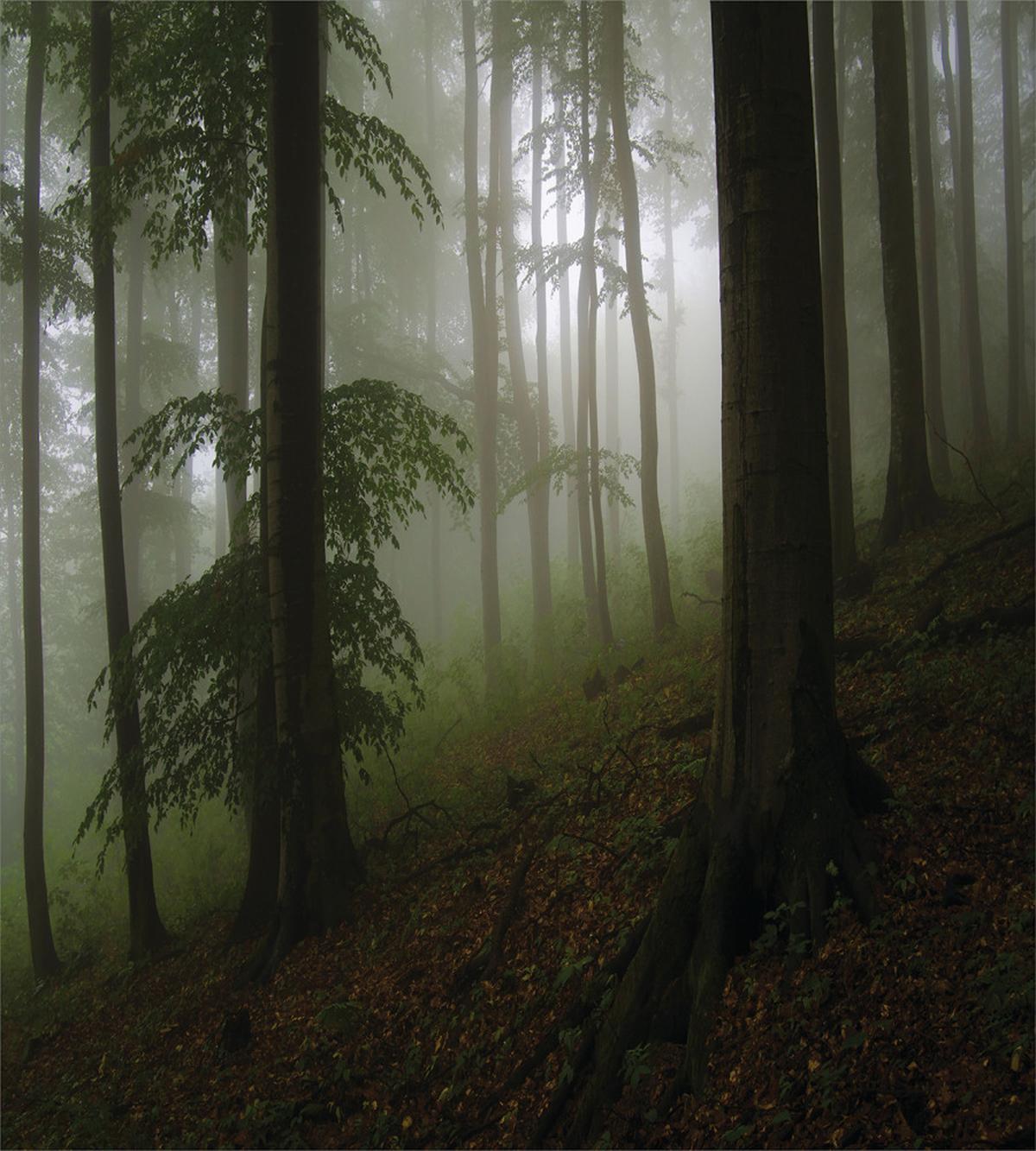 Mysterious Woods Foggy — Pattern