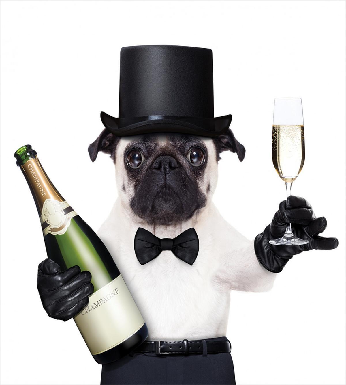 Celebration Dog Toasting — Pattern